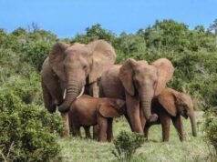 Gabon : quand les éléphants freinent la filière huile de palme et menacent des milliards en revenus