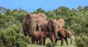 Gabon : quand les éléphants freinent la filière huile de palme et menacent des milliards en revenus