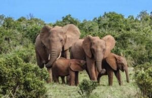 Gabon : quand les éléphants freinent la filière huile de palme et menacent des milliards en revenus