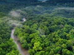 Un Programme Innovant de 1 Milliard USD pour Réinventer l’Économie Forestière du Bassin du Congo