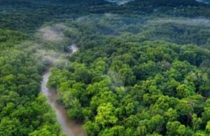 Un Programme Innovant de 1 Milliard USD pour Réinventer l’Économie Forestière du Bassin du Congo