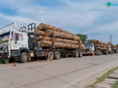Insécurité routière au Gabon : les grumiers pointés du doigt malgré les mesures de restriction
