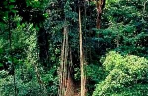 Gabon : Libreville passe à l’offensive pour faire du tourisme un levier économique majeur