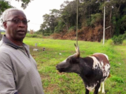 Ndendé : Raymond Ndong Sima défend le projet bovin et répond aux accusations