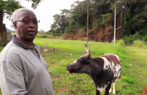 Ndendé : Raymond Ndong Sima défend le projet bovin et répond aux accusations