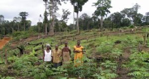 Gabon : le paradoxe de l’emploi, les campagnes mieux loties que les villes