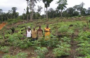 Gabon : le paradoxe de l’emploi, les campagnes mieux loties que les villes