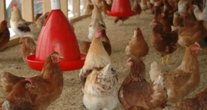 Gabon : la filière avicole en pleine mutation, entre défis, ambitions et opportunités