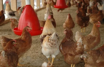Gabon : la filière avicole en pleine mutation, entre défis, ambitions et opportunités