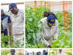 Nyanga : la ferme Manfila, symbole discret mais concret de la relance agricole gabonaise