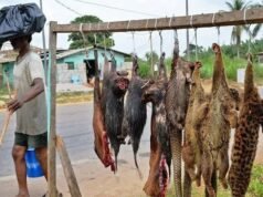 Gabon : les autorités veulent mieux encadrer la consommation de viande de brousse