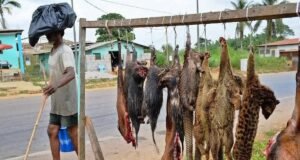 Gabon : les autorités veulent mieux encadrer la consommation de viande de brousse
