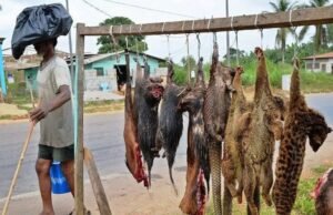 Gabon : les autorités veulent mieux encadrer la consommation de viande de brousse