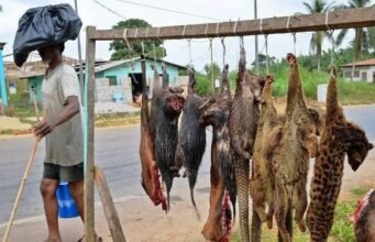 Gabon : les autorités veulent mieux encadrer la consommation de viande de brousse