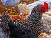 Le Gabon mise sur l’aviculture pour renforcer son autonomie alimentaire