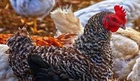 Le Gabon mise sur l’aviculture pour renforcer son autonomie alimentaire