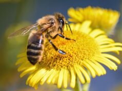 Les abeilles, alliées discrètes mais indispensables à l’équilibre de la planète