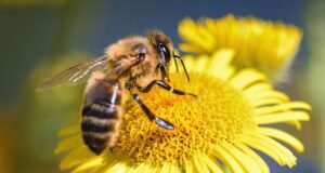 Les abeilles, alliées discrètes mais indispensables à l’équilibre de la planète