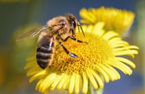 Les abeilles, alliées discrètes mais indispensables à l’équilibre de la planète
