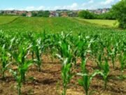 Au Niger, un vaste programme mise sur la jeunesse pour réinventer l’agriculture