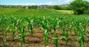 Au Niger, un vaste programme mise sur la jeunesse pour réinventer l’agriculture