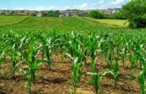 Au Niger, un vaste programme mise sur la jeunesse pour réinventer l’agriculture