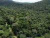 Gabon : la forêt, un atout économique majeur porté par la finance climatique