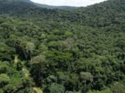 Gabon : la forêt, un atout économique majeur porté par la finance climatique