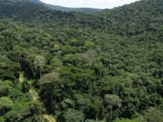 Gabon : la forêt, un atout économique majeur porté par la finance climatique