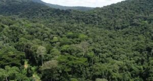 Gabon : la forêt, un atout économique majeur porté par la finance climatique