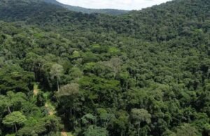 Gabon : la forêt, un atout économique majeur porté par la finance climatique