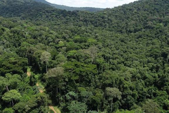 Gabonla forêt, un atout économique majeur porté par la finance climatique