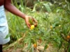 Iboga : le Gabon instaure un contrôle strict sur son exploitation et sa commercialisation