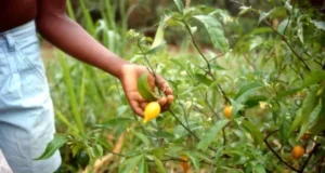 Iboga : le Gabon instaure un contrôle strict sur son exploitation et sa commercialisation