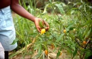 Iboga : le Gabon instaure un contrôle strict sur son exploitation et sa commercialisation
