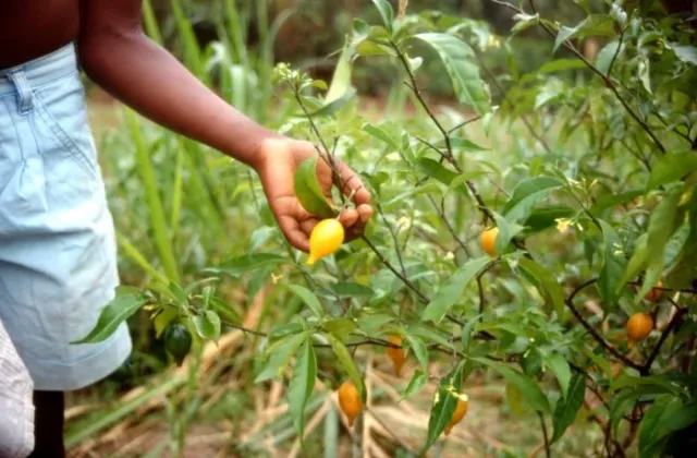 Iboga le Gabon instaure un contrôle strict sur son exploitation et sa commercialisation