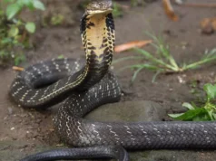 Drame à Lambaréné : un jeune écolier perd la vie après morsure d’un serpent
