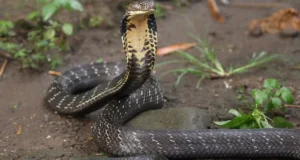 Drame à Lambaréné : un jeune écolier perd la vie après morsure d’un serpent