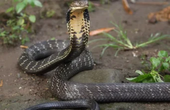 Drame à Lambaréné : un jeune écolier perd la vie après morsure d’un serpent