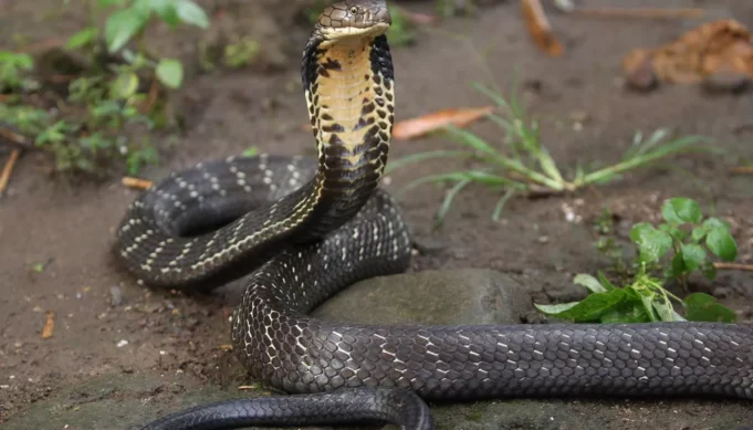 Drame à Lambaréné : un jeune écolier perd la vie après morsure d’un serpent
