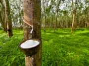 Caoutchouc naturel : comment le Gabon veut faire parler la sève blanche après l’or noir