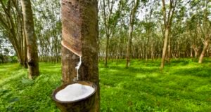 Caoutchouc naturel : comment le Gabon veut faire parler la sève blanche après l’or noir