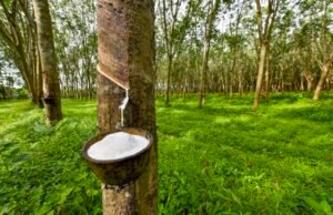 Caoutchouc naturel : comment le Gabon veut faire parler la sève blanche après l’or noir