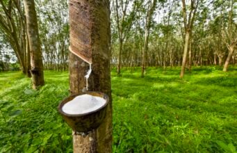 Caoutchouc naturel : comment le Gabon veut faire parler la sève blanche après l’or noir
