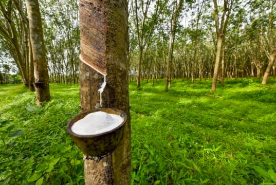 Caoutchouc naturel : comment le Gabon veut faire parler la sève blanche après l’or noir