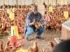 Gabon : trois millions de poussins attendus pour accélérer le développement de la filière avicole