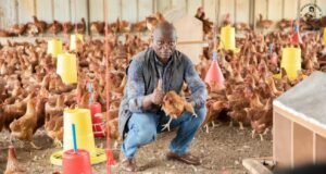 Gabon : trois millions de poussins attendus pour accélérer le développement de la filière avicole