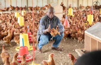 Gabon : trois millions de poussins attendus pour accélérer le développement de la filière avicole