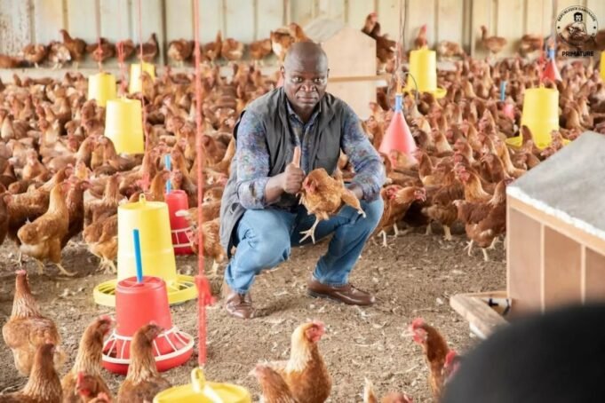 Gabon : trois millions de poussins attendus pour accélérer le développement de la filière avicole
