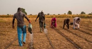 Nigeria : Abuja lance un fonds de 500 millions de dollars pour faire de l’agriculture un nouveau moteur de croissance